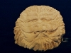 Old Man of the Woods