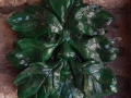 dark Green Man