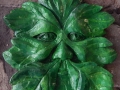 light Green Man