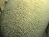 acorn-7a