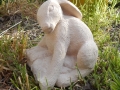 hare