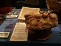 Wachtlerfossils