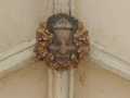 ceiling boss Norwich Cathedral Cloisters