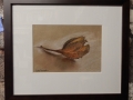 Beech nut, pastel drawing £90. picture size 130mm x 190mm, framed size 285mmx340mm
