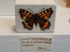 tortoiseshell-butterfly